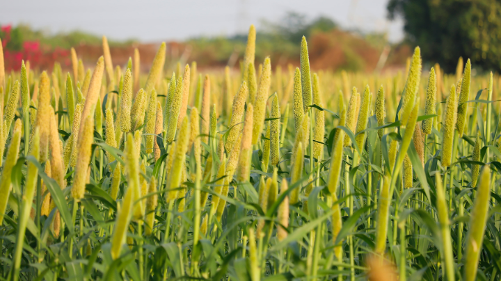 Flora of Telangana