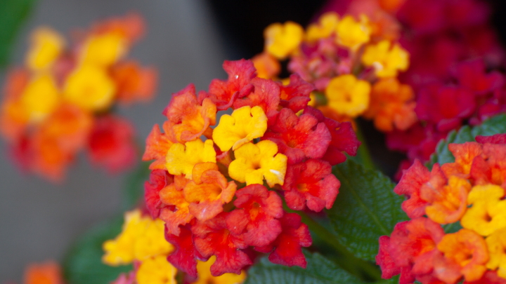 Flora of Telangana