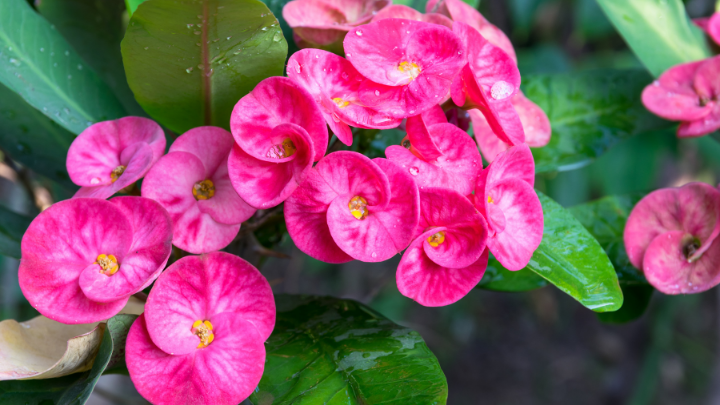 Flora of Telangana