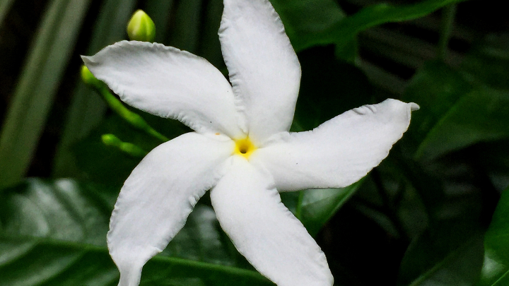 Flora of Telangana