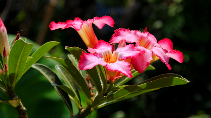 Flora of Telangana