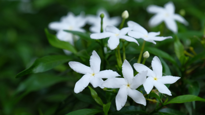 Flora of Telangana