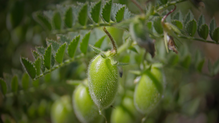 Flora of Telangana