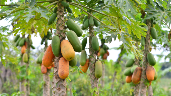 Flora of Telangana