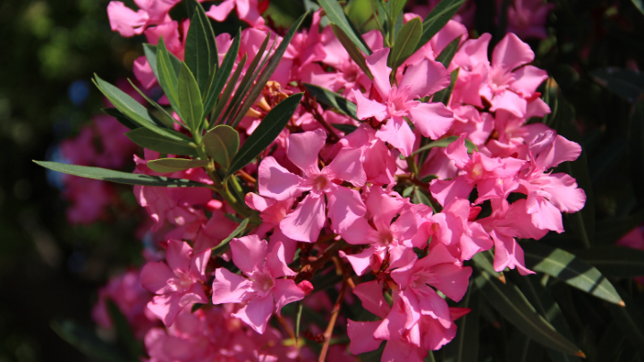 Flora of Telangana