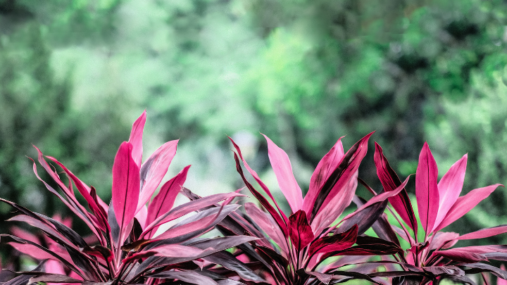 Flora of Telangana