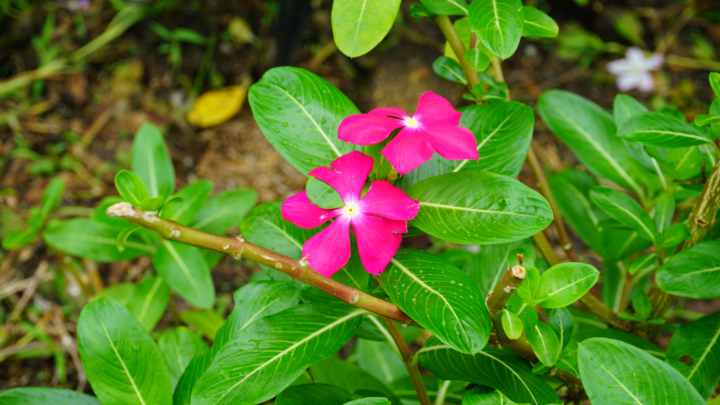 Flora of Telangana