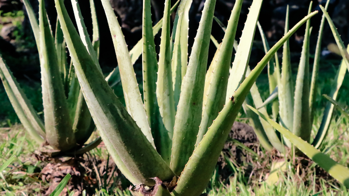 Flora of Telangana