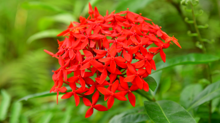 Flora of Telangana