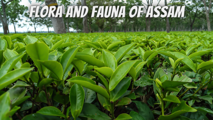 Flora and Fauna of Assam