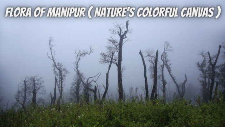 Flora of Manipur