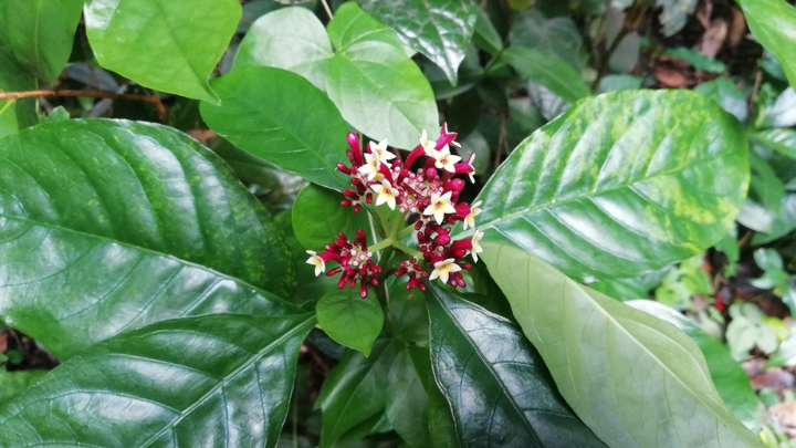 Flora of Andaman and Nicobar Islands
